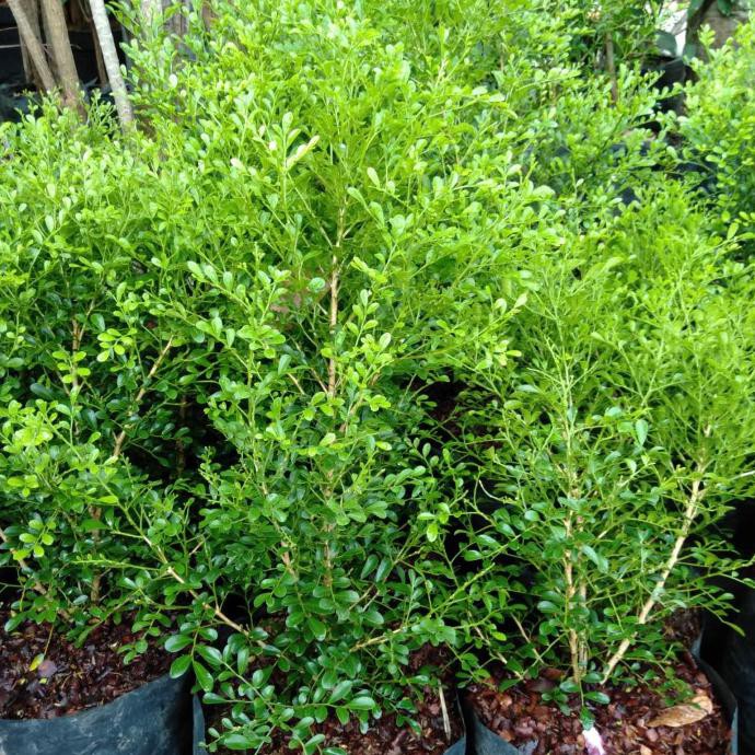 

pohon kemuning bangkok