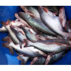 

Ikan Patin Fresh 500gr