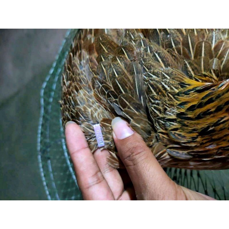 Mangon ori impor thailand (TELUR FERTIL) TERLARIS.