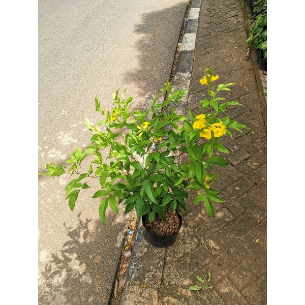 Tanaman tekomaria bunga kuning terompet / pohon tekomas bunga terompet kuning