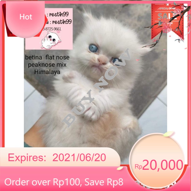 Kucing Persia Ragdol Himalaya Peaknose Flat Nose Long Hair Betina Anak Kucing Kitten Shopee Indonesia