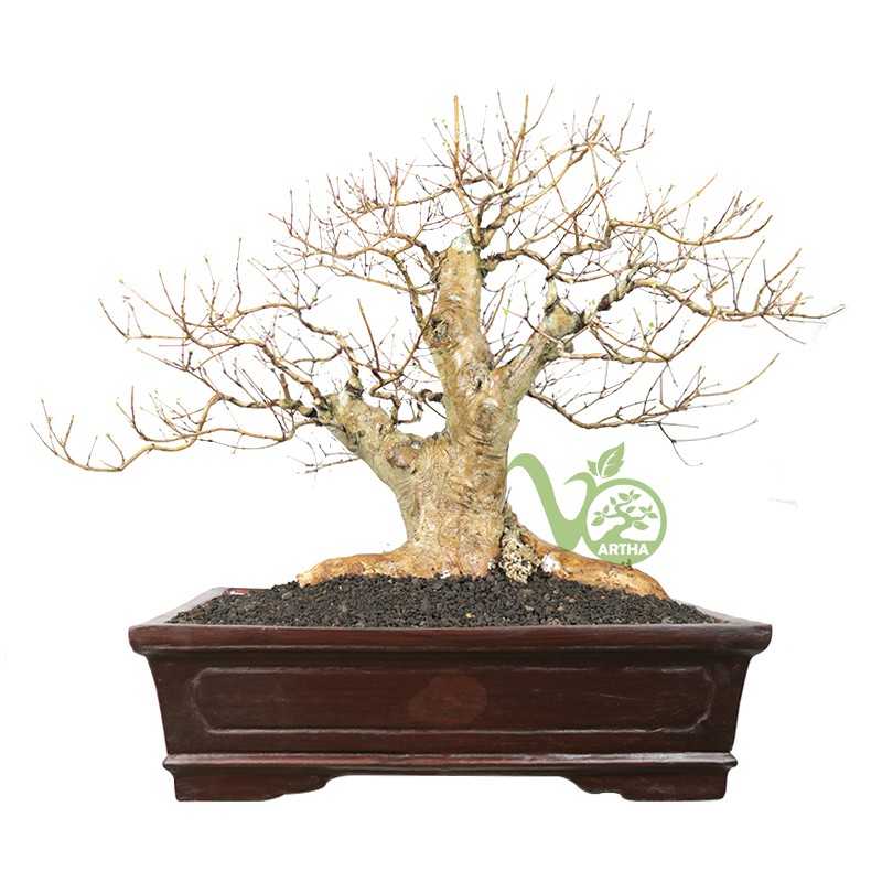 Bonsai Dewandaru/Sianto - 01