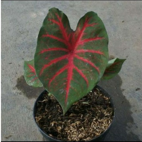 Tanaman hias keladi/calladium worton - calladium worton terlaris