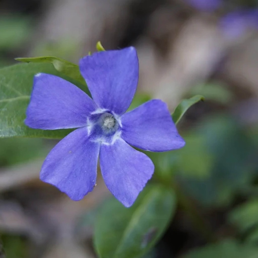 Biji Bunga Vinca Blue - Bibit Tanaman Bunga Vinca Blue - Bunga Vinca Biru - COD
