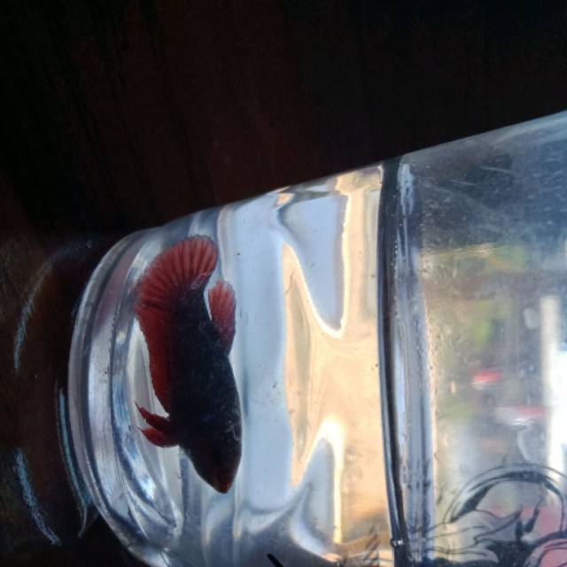 Cupang betina santuy