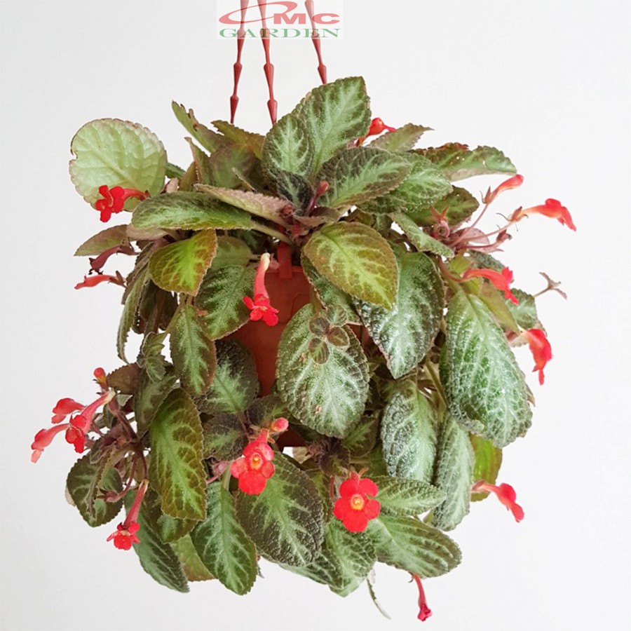 Tanaman Hias Episcia Cupreata Begonia Beludru Coklat Silver Gantung Penutup Tanah EP-CS-001