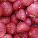 

jambu air jambu rujak fresh per 1 kg