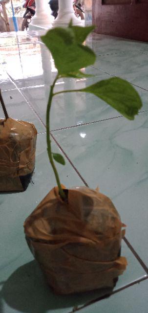 Bibit Jadi Siap Tanam  Tanaman Cabai Rainbow Mix