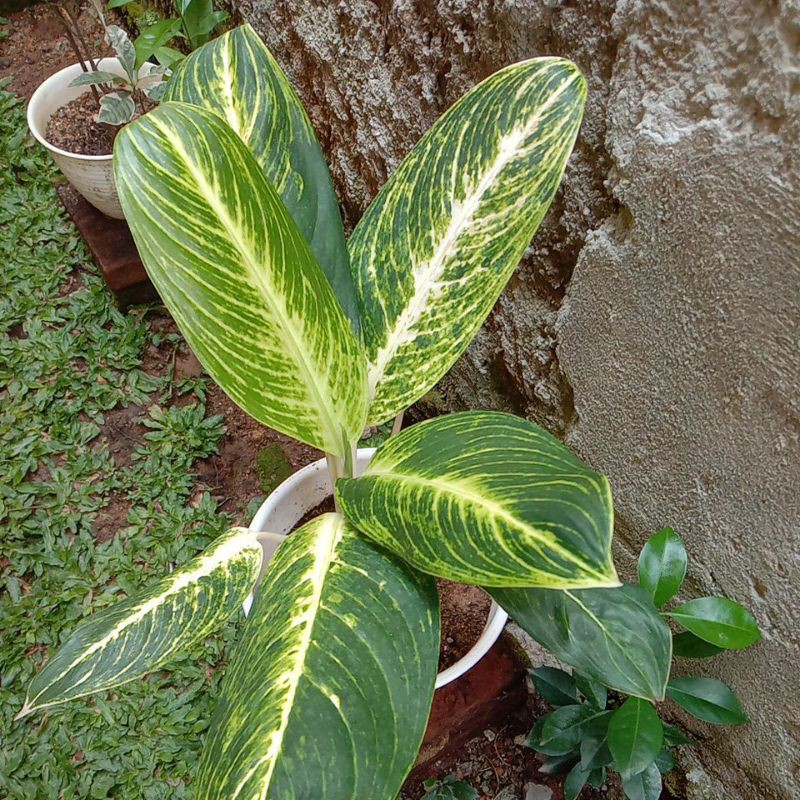 Aglonema green rumpun indukan