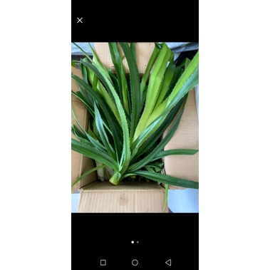 

daun pandan durisegar 500gram