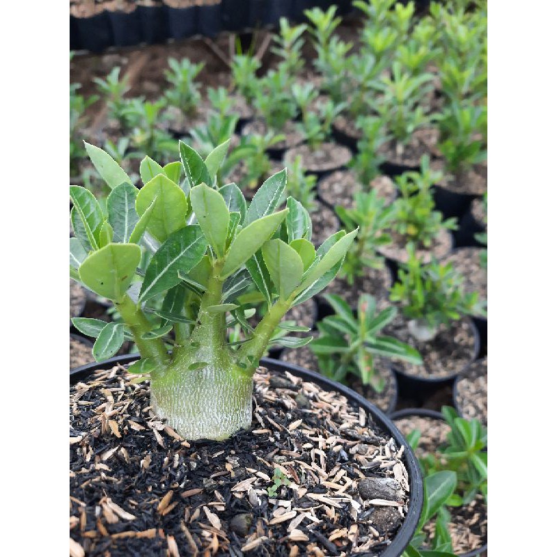 adenium cabang seribu