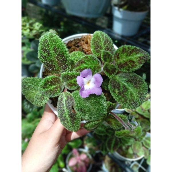 Episcia Emerald Velvet Bunga Ungu