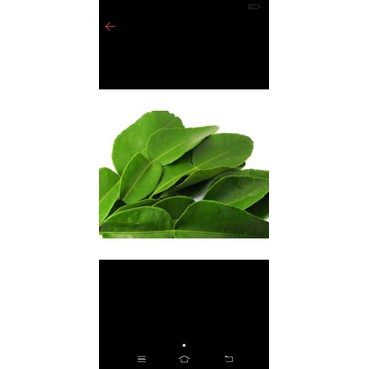 

Daun Jeruk
