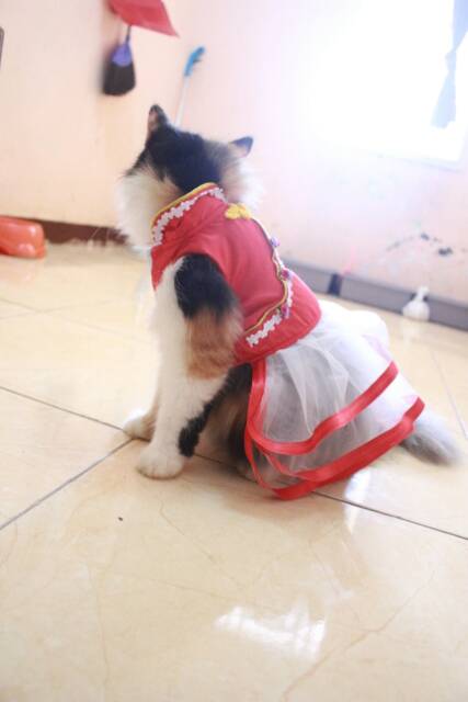 Dress shanghai merah satin untuk imlek 2019 baju kucing murah size S M L XL