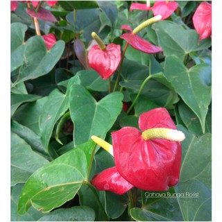 Tanaman Hias Bunga  Anthurium  Mini Merah I Mini Anthurium  