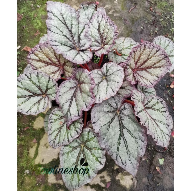 tanaman hias begonia silver ice