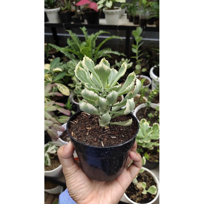 Euphorbia Monadenium Varigata