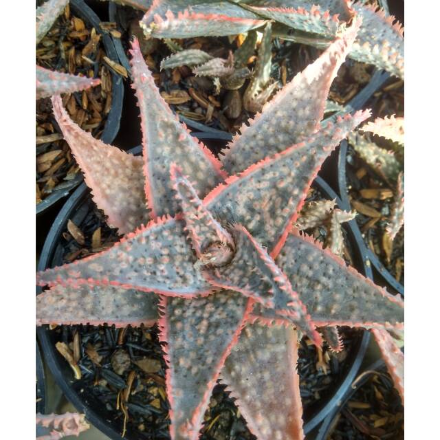 

Aloe downii