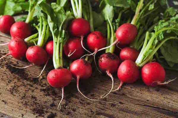 Haira Seed Bibit-Biji Lobak/Radish Cherry Belle