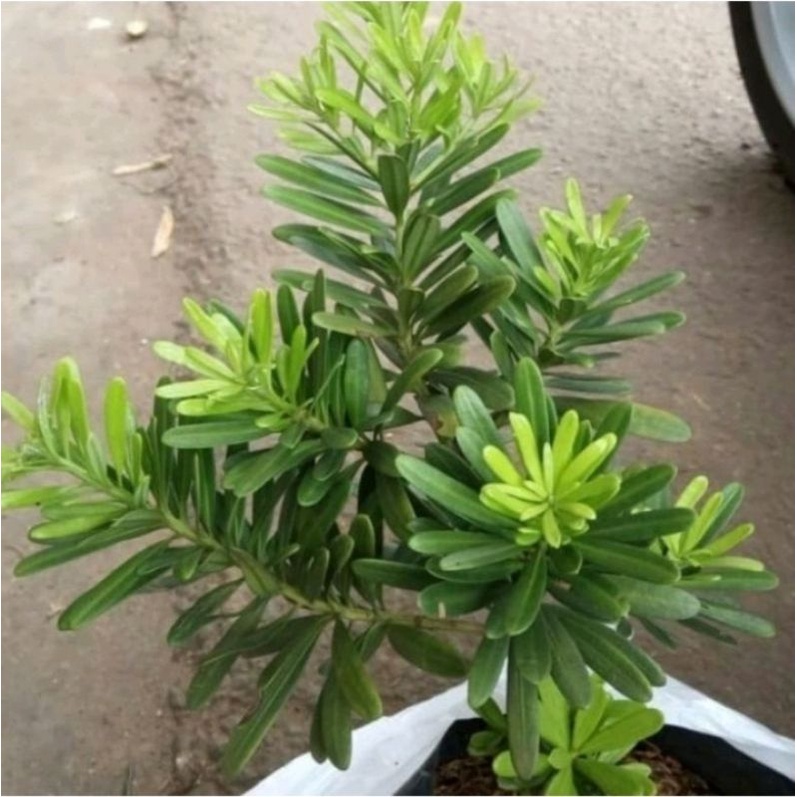 Pohon Lohansung  Tanaman Hias Lohansung lokal