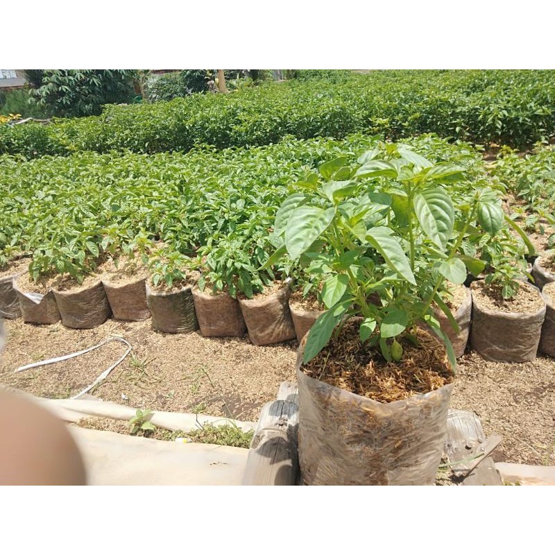 Tanaman daun kemangi (surawung) sudah subur tinggal ditanam di pot BUKAN BIJI