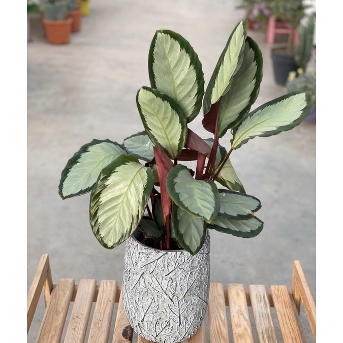 Tanaman hias hidup calathea darkstar-tanaman hidup-(bunga hidup murah-tanaman bunga-tanaman hidup) calathea-tanaman hias hidup-bunga calathea-tanaman murah - BAKUL KEMBANG