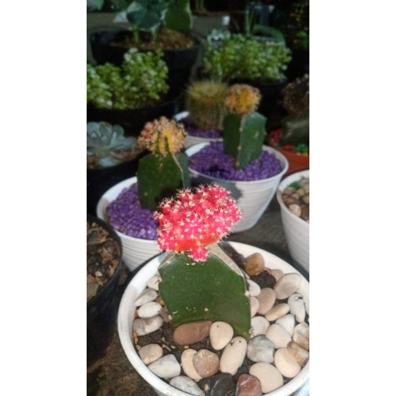 

katus.gerapikpink