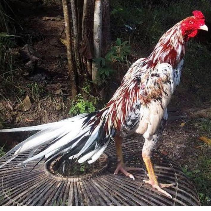 

New Arival✨ TELUR AYAM PETARUNG ADUAN BANGKOK EKOR LIDI FERTIL UNTUK DITETASKAN | TERPOPULER | VIRAL | TIKTOK