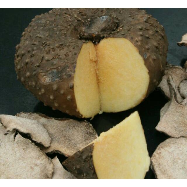 

KUKURING Umbi Porang Basah 1 kg | Porang Untuk Penelitian