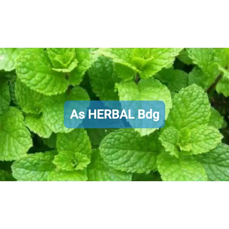 

Paket 500 gram Daun Mint Segar Langsung petik-az
