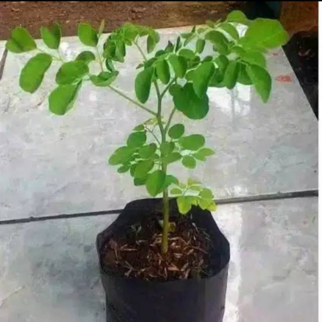 Tanaman daun kelor / moringa oleifera-bibit tanaman daun kelor-tanaman kelor-pohon hidup