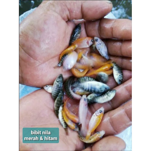 Bibit ikan nila merah & hitam