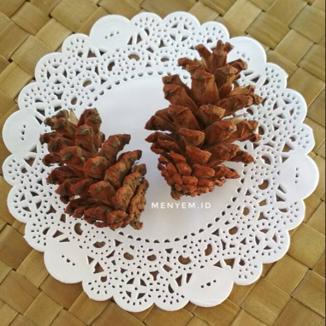 Biji pinus bunga pinus kering biji cemara hiasan mahar rustic