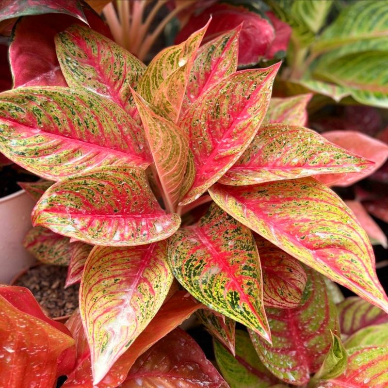 Aglonema legacy (Tanaman hias aglaonema legacy) - tanaman hias hidup - bunga hidup - bunga aglonema - aglaonema merah - aglonema merah - aglaonema murah - aglonema murah