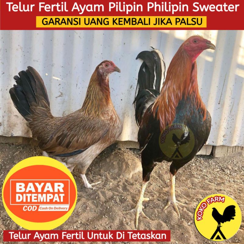 5 Telur Fertil / Telur Ayam Pilipin Impor / Bukan Telur Ayam Bangkok Shamo Birma