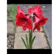 Umbi amarilis/bunga amarilis/bibit bunga amarilis/bibit umbi amarilis merah-1