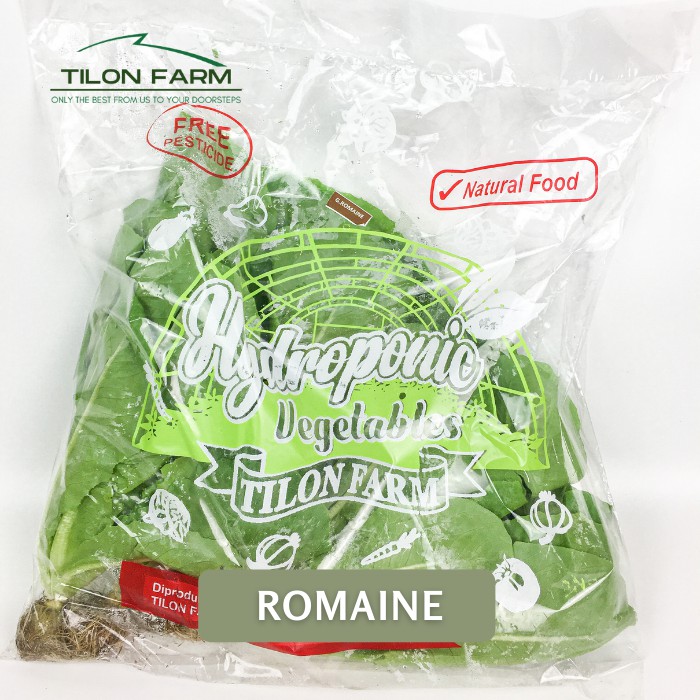 

Selada hijau green romaine hidroponik dan Organik Tilon Farm Sayuran salad supermarket selada romain