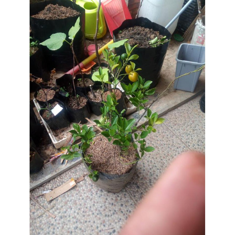 Pjr Bibit Jeruk Kunci