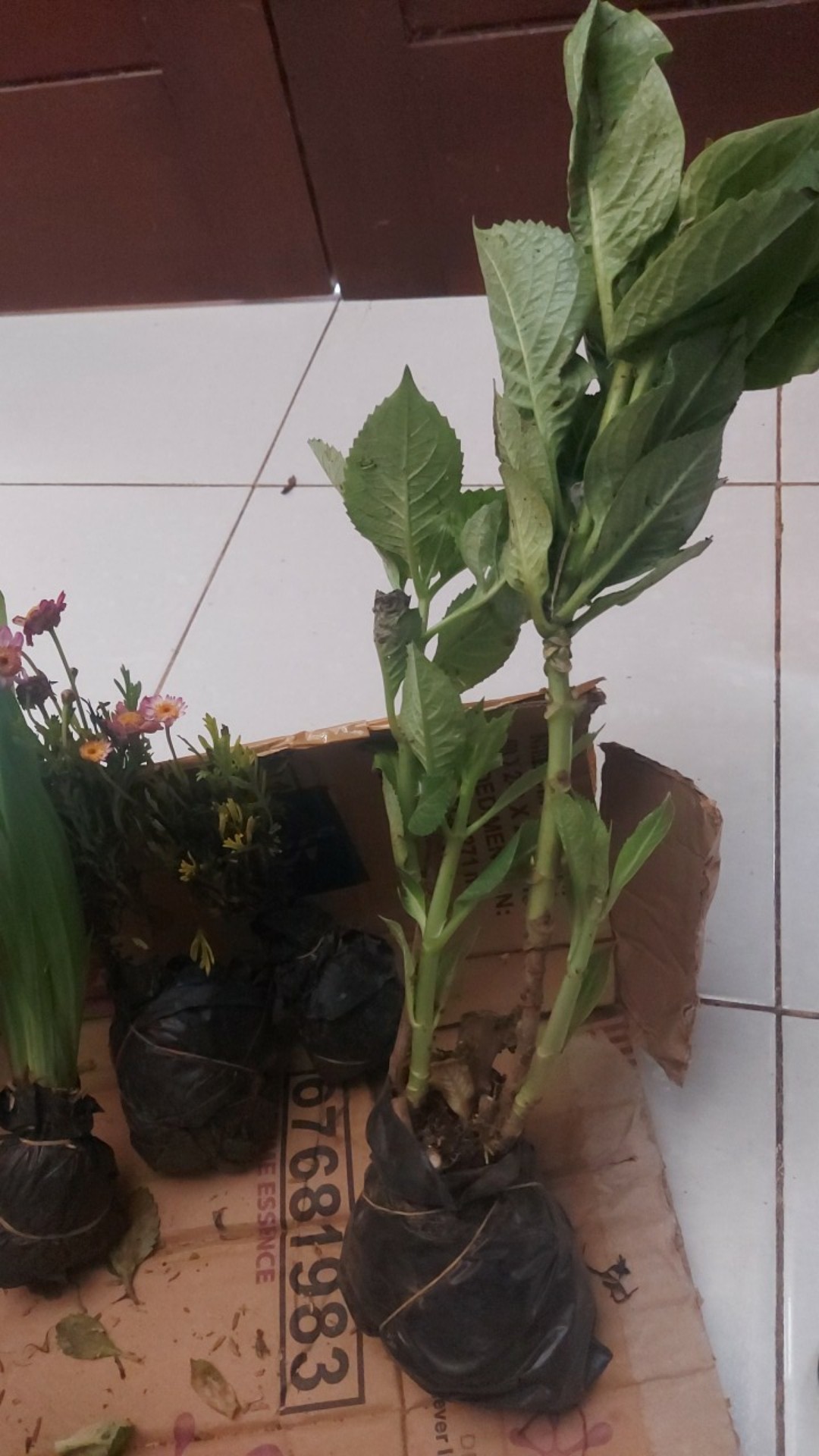 Rotansia / Hydragena/ Panca Warna