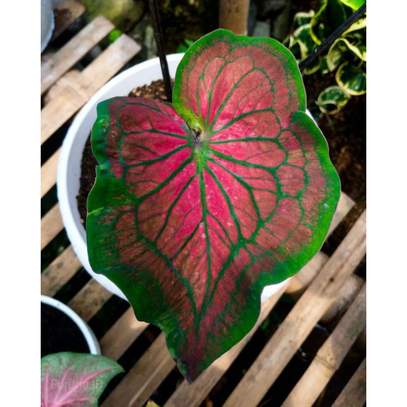 Caladium/Keladi Tambuna