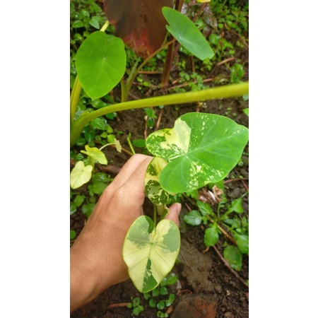 Colocasia mint variegata