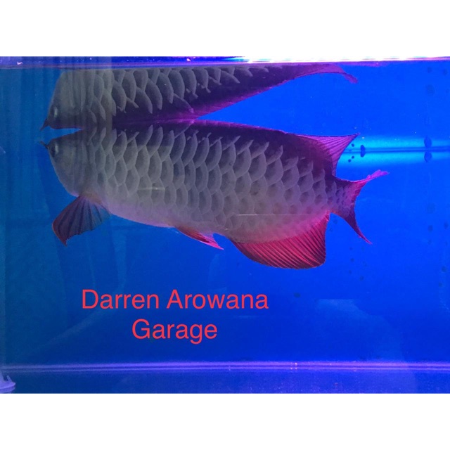 

Arowana RTG