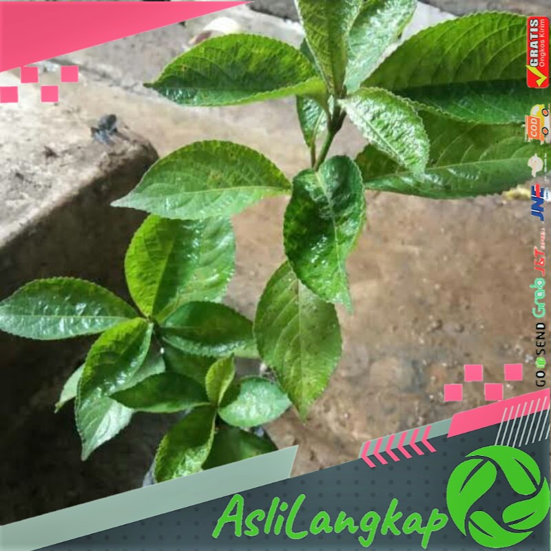 Keji Beling Tanaman, Bibit Keji Beling