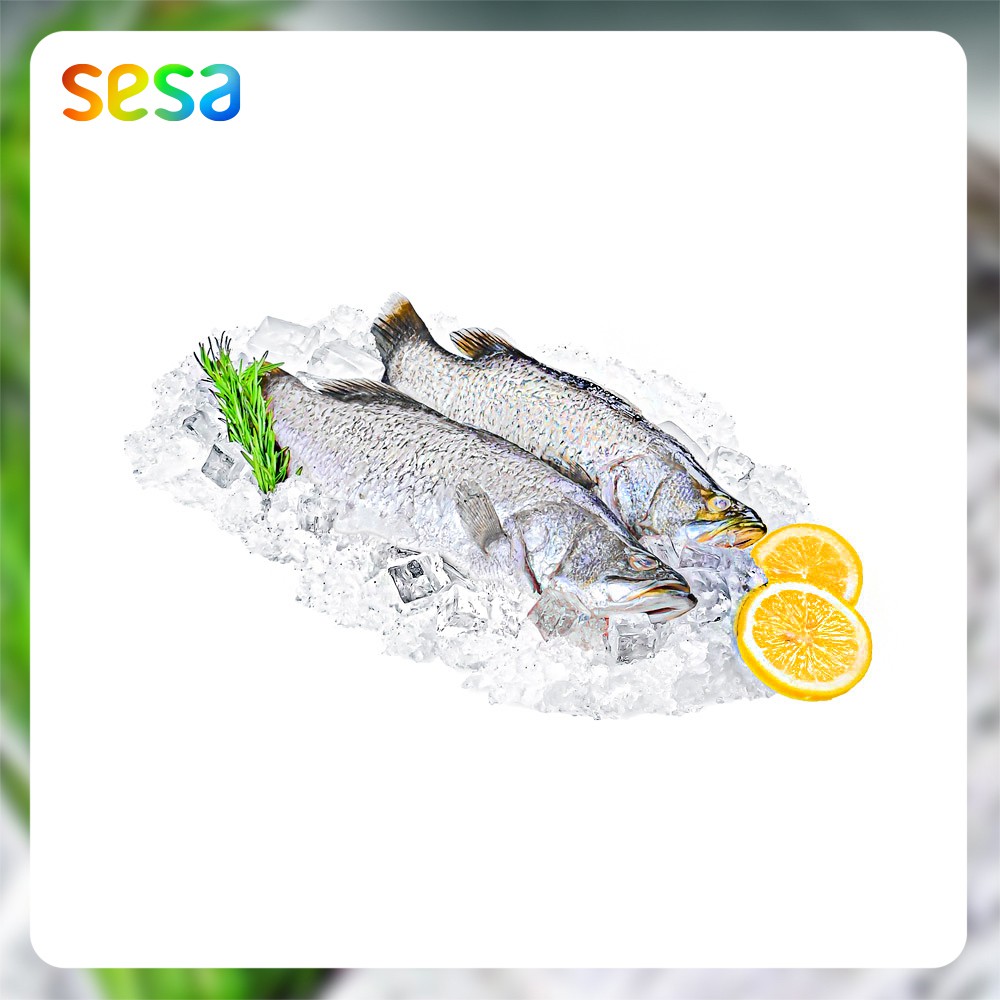 Ikan Kakap Putih 0 8 0 9 Kg Frozen Shopee Indonesia