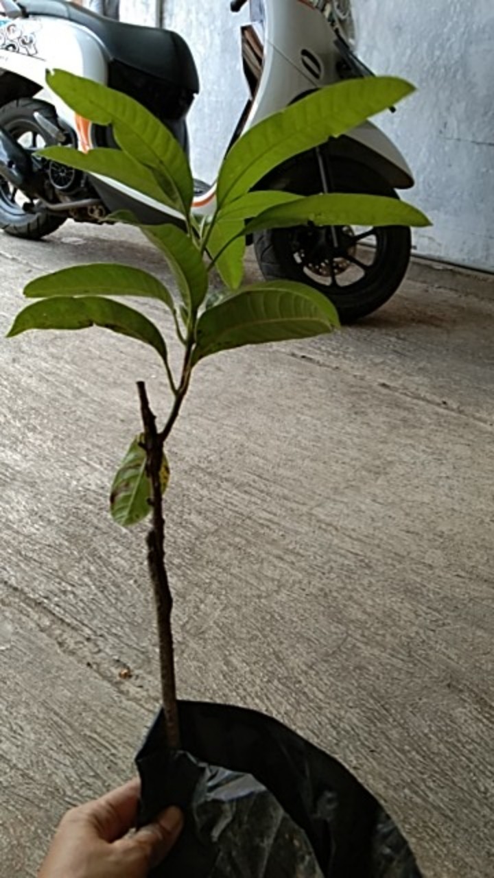 Bibit Buah Mangga Indramayu Hasil Okulasi Siap Berbuah
