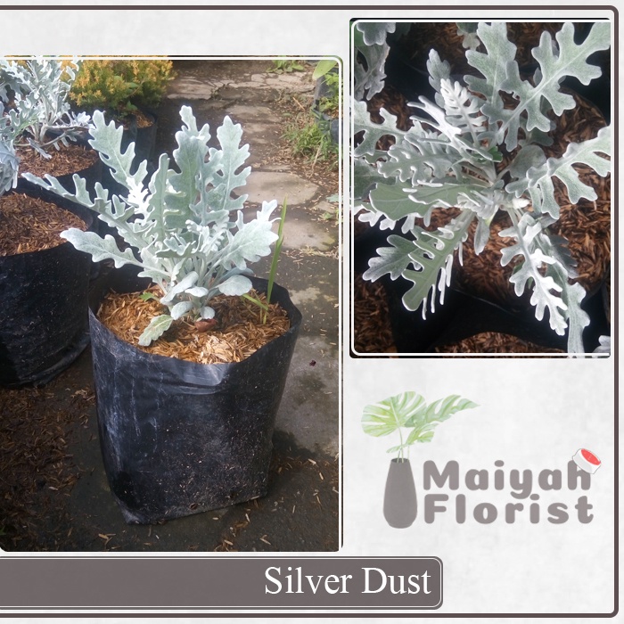 Tanaman Hias Silver Dust - Silver Ragwort