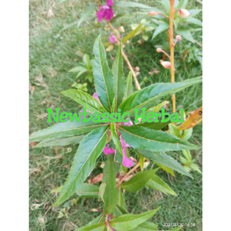 

daun kembang pacar