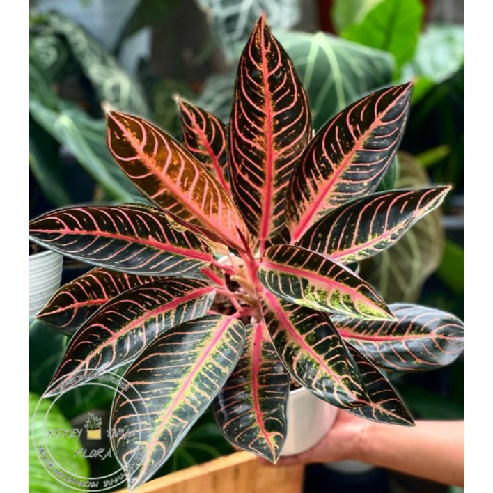 Tanaman Hias Aglonema Red Sumatra - Aglonema Red Sumatra - Bunga Aglonema