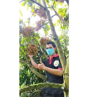 ➷0r Big Sale➷ PROMO... 250 GRAM.. BOSTER KLENGKENG / KCLO3 MURNI 92 ➷