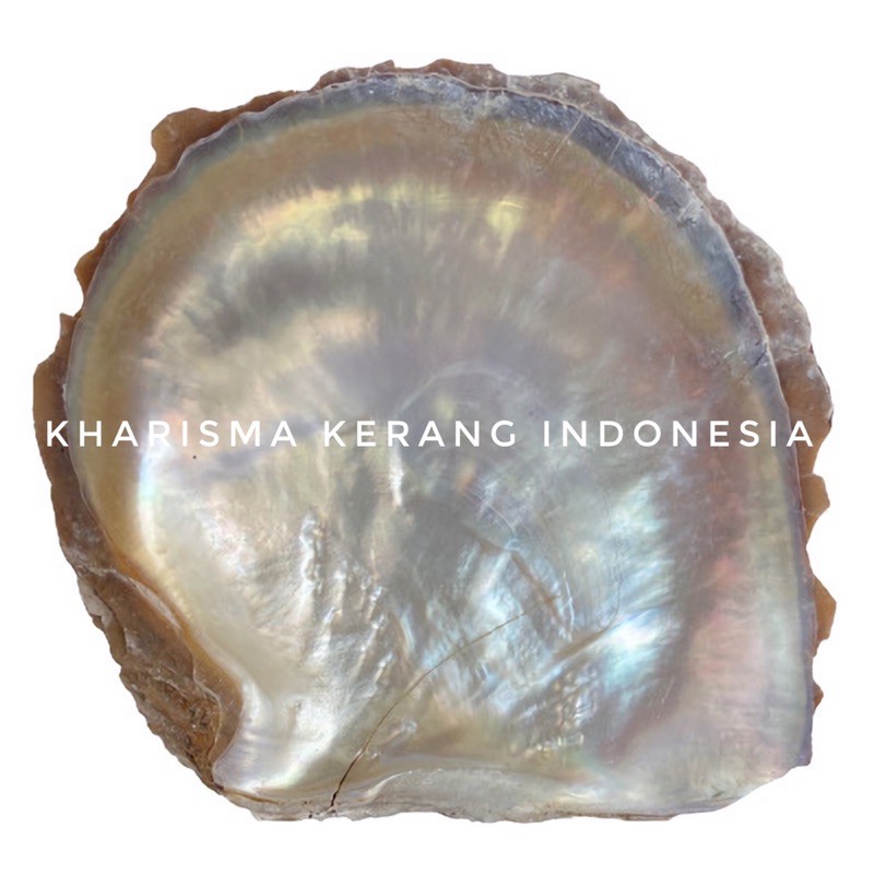 KULIT KERANG MUTIARA 16-18cm MOTHER OF PEARL 16-18cm MOP KULIT KERANG CANGKANG MUTIARA CANGKANG KERA